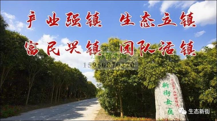 江苏银杏苗木